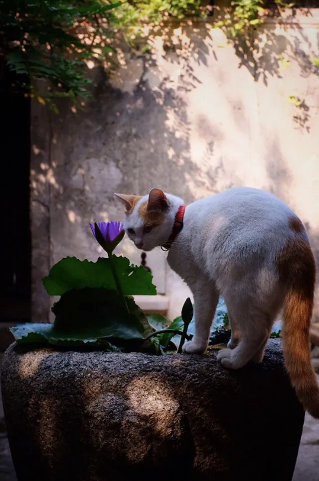 人皆有好，我独爱猫