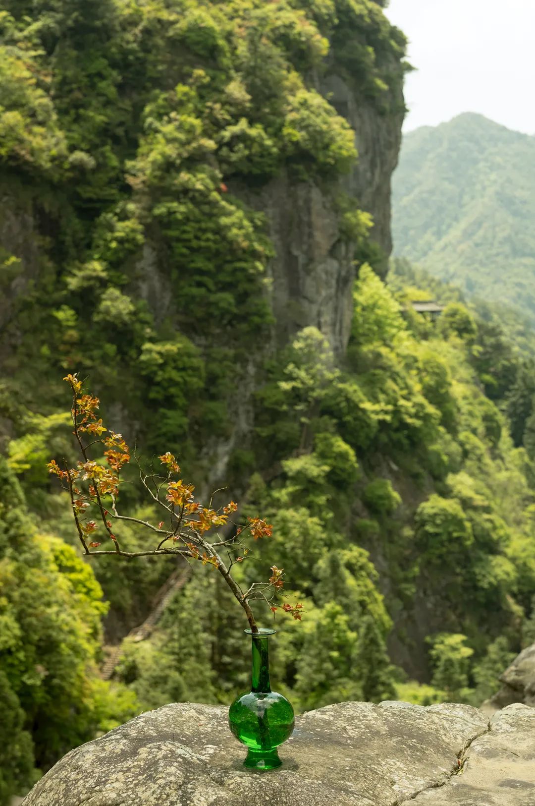 瓶花寄闲情