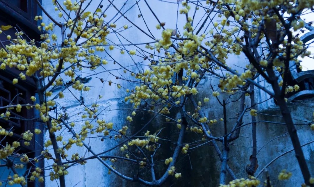 插枝梅花便过年