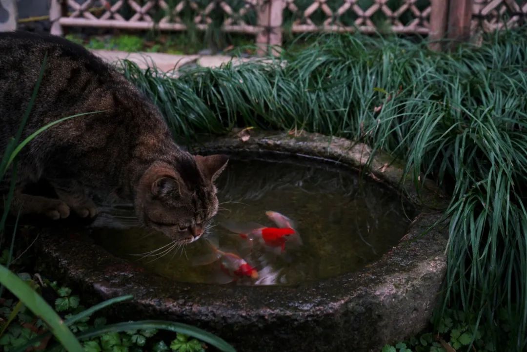 人皆有好，我独爱猫